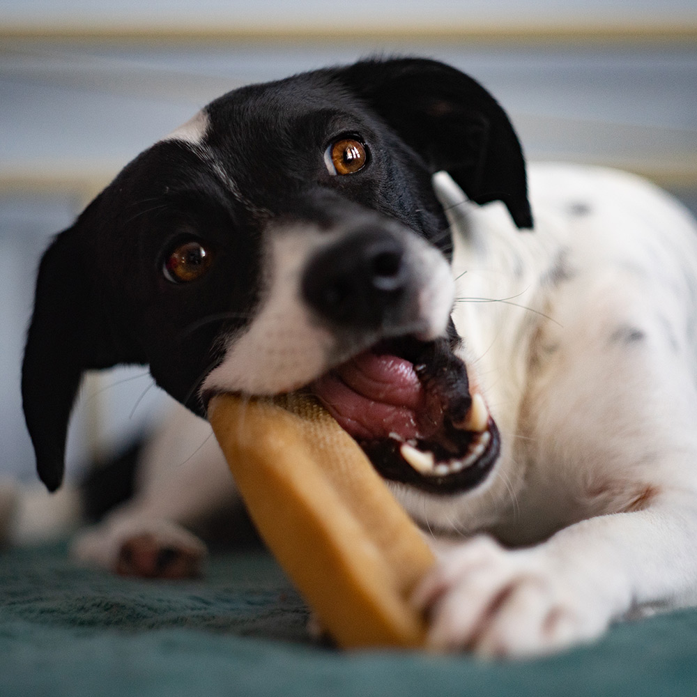 EXPLORER DOG Hiimálajska maškrta s jahodami L