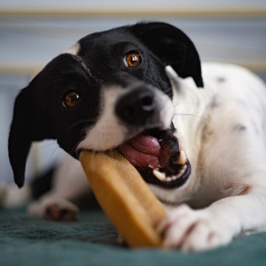 EXPLORER DOG Himálajska maškrta s kokosom XL