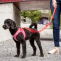 CURLI Postroj pre psov Merino vlna Red L, 8-13 kg