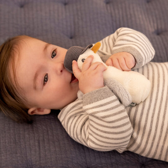 LITTLE DUTCH Čajka pískajúca Námornícky záliv