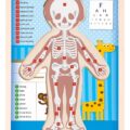 WOODY Puzzle “Ľudské telo” – Chlapec SK