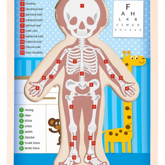 WOODY Puzzle “Ľudské telo” – Chlapec SK