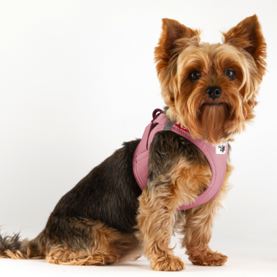 CURLI Postroj pre psov so sponou Air-Mesh Rose XS, 3-5 kg